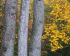 USA-New Jersey-Pine Barrens National Preserve Trees and foliage in autumn Art Print